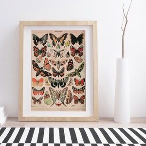 Papillons de Adolphe Millot / Póster botánico vintage