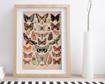 Papillons by Adolphe Millot | Vintage Botanical Poster