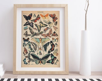 Papillons Pour Tous von Adolphe Millot | Vintage botanisches Plakat