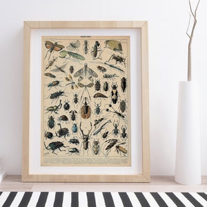 Insectes A by Adolphe Millot | Vintage Botanical Poster
