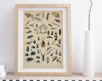 Insectes A by Adolphe Millot | Vintage Botanical Poster