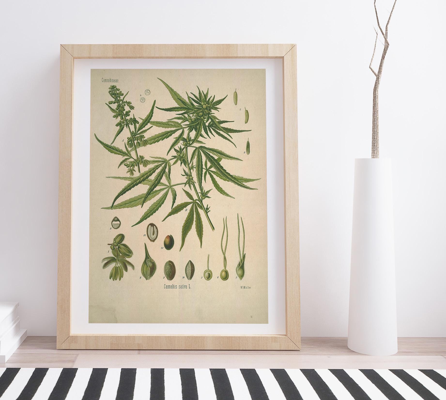 Cannabis by Walther Otto Müller | Vintage Botanical Illustration