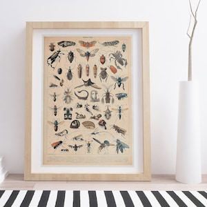 Insectes B by Adolphe Millot | Vintage Botanical Poster