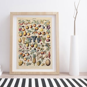 Fruits by Adolphe Millot | Vintage Botanical Poster