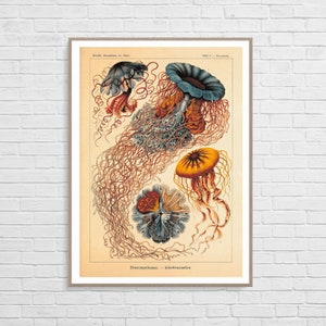 Discomedusae by Ernst Haeckel Vintage Botanical Poster image 2