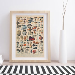 Champignons by Adolphe Millot | Vintage Botanical Poster
