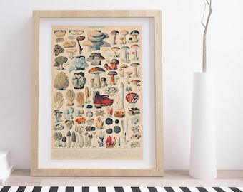 Champignons by Adolphe Millot | Vintage Botanical Poster