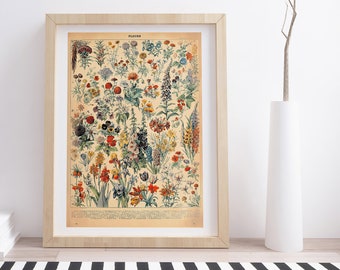 Fleurs by Adolphe Millot | Vintage Botanical Poster