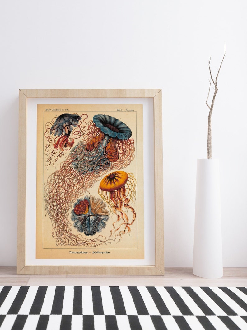 Discomedusae by Ernst Haeckel Vintage Botanical Poster image 3