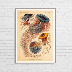 Discomedusae by Ernst Haeckel  | Vintage Botanical Poster