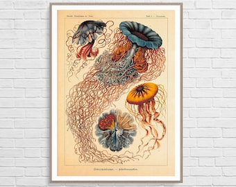 Discomedusae by Ernst Haeckel  | Vintage Botanical Poster