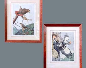 Vintage 1930s Louis Agassiz Fuertes Bird Prints Set of 2, Framed & Matted, 15"×12" Red-Tailed Hawk Cooper’s Hawk Pileated Woodpecker