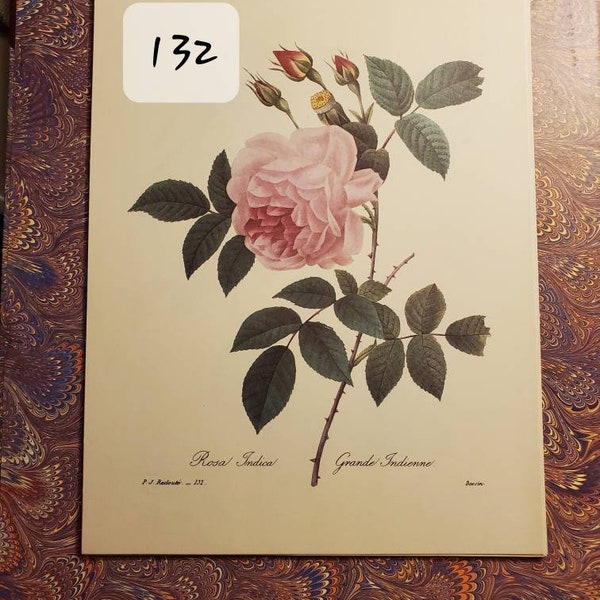 Vintage Art P.J. Redoute Prints 11"×8.5" Victor Botanical Redoute Lithograph Flower Prints **YOU PICK** Plates