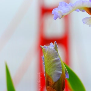 Golden Gate Bridge Irises - San Francisco - Digital Print