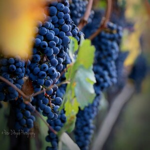 Zinfandel Grapes - Napa, CA - Digital Print