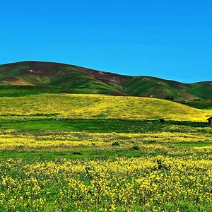 May include: A red barn stands in a field of yellow wildflowers, with rolling green hills and a clear blue sky in the background.
