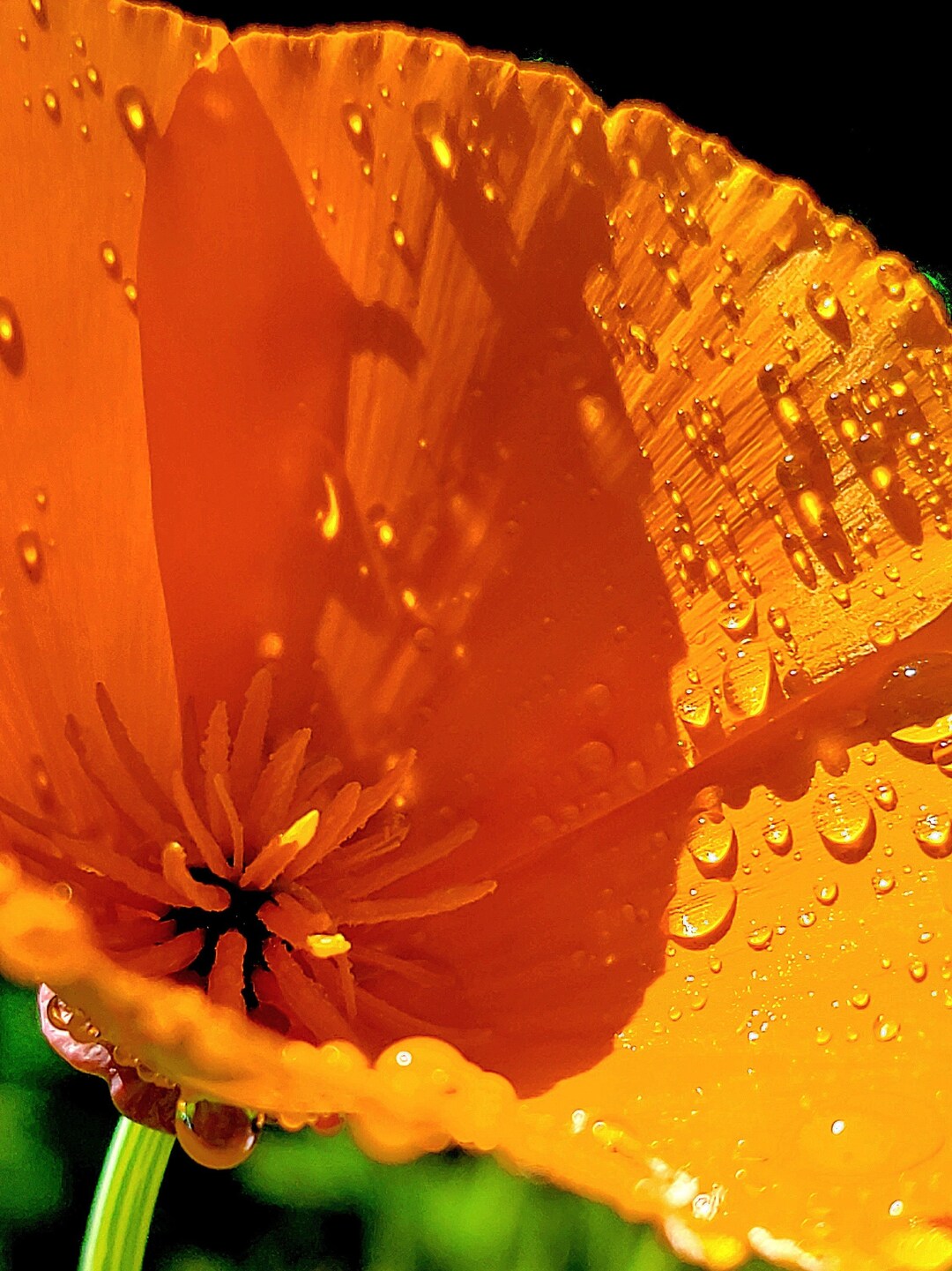 Poppy - Etsy