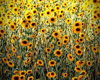 Napa Sunflowers - Digital Print