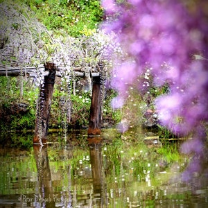 Wisteria - Japanese Garden - Hakone - Koi Pond - Digital Print