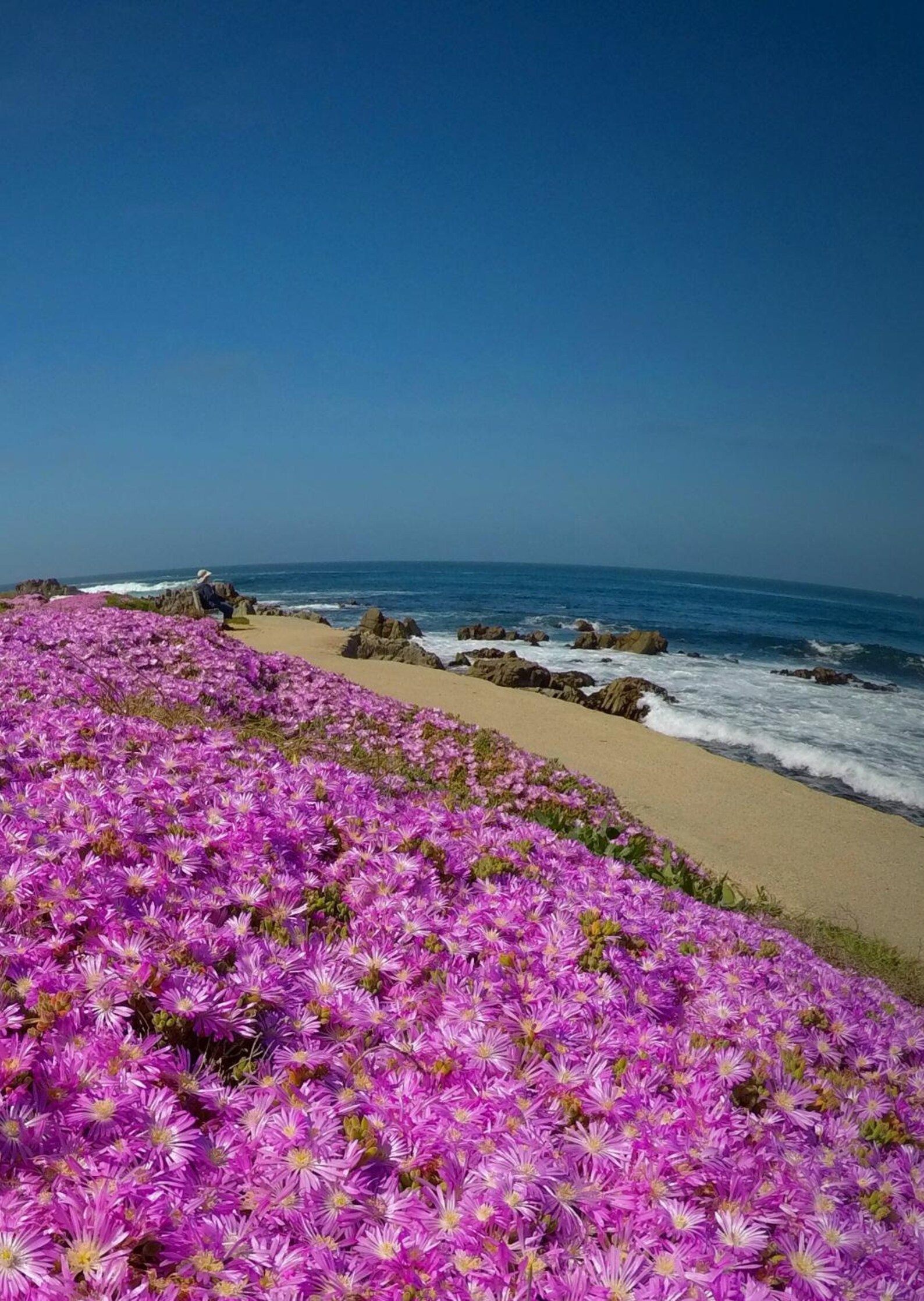 The Pink Carpets of Pacific Grove Monterey, CA Etsy
