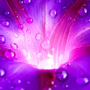Out-Of-This-World Morning Glory
