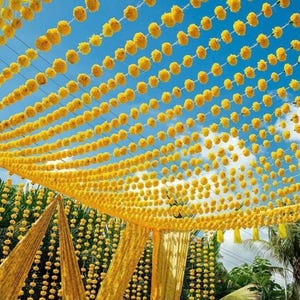 Puede incluir: Numerosas cuerdas verticales largas de flores de caléndula de color amarillo brillante cuelgan en filas paralelas contra un cielo azul claro. Las guirnaldas florales están densamente pobladas con flores individuales, creando un efecto de dosel con cortinas de tela dorada.
