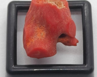 Branche De Corail Italien 100% Naturel - Pierre Précieuse Rouge 31,65 Carats | Bijou Ou Collection