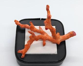 Branche De Corail Naturel Italien - 31,65 Carats, Rouge, Forme Bifide, Non Traitée