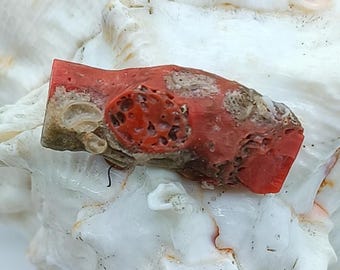 Może przedstawiać: Żywy, czerwony okaz koralowca o porowatej fakturze, spoczywający na białej muszli. Koralowiec prezentuje bogaty, naturalny kolor i skomplikowane detale, ukazujące jego organiczną formę. Muszla stanowi kontrastowe tło.