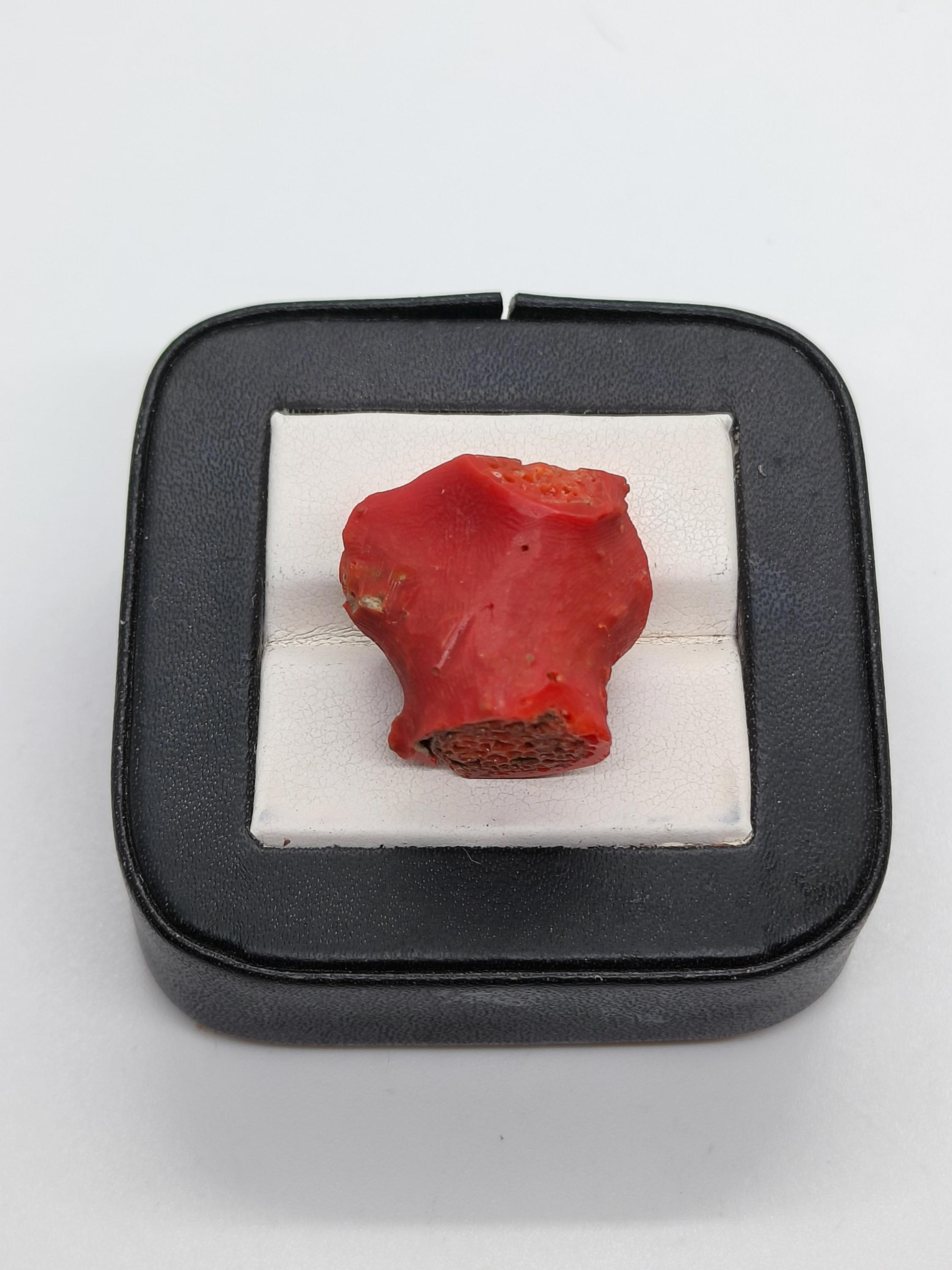 25 Carat Italian Red Coral: Unpolished Gemstone Branch - Etsy