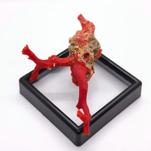 Pierre De Corail Rouge Naturel Brut - Branche Polie, Environ 62x20x9 Mm, 20 Carats - Neuf Sans Emballage