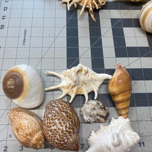 May include: A collection of various sea shells including a large white and brown spiral shell, a spiky white shell, a brown cone shell, and a patterned brown and white shell, all arranged on a Fiskars cutting mat with inch markings.