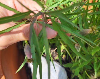 30 Pipicha Herb Seeds, Fresh 2026 Harvest