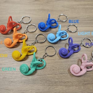 May include: A collection of colorful ear anatomy keychains in red, orange, yellow, green, blue, light blue, purple, and pink. Each keychain features a detailed model of the inner ear and is attached to a silver keyring.