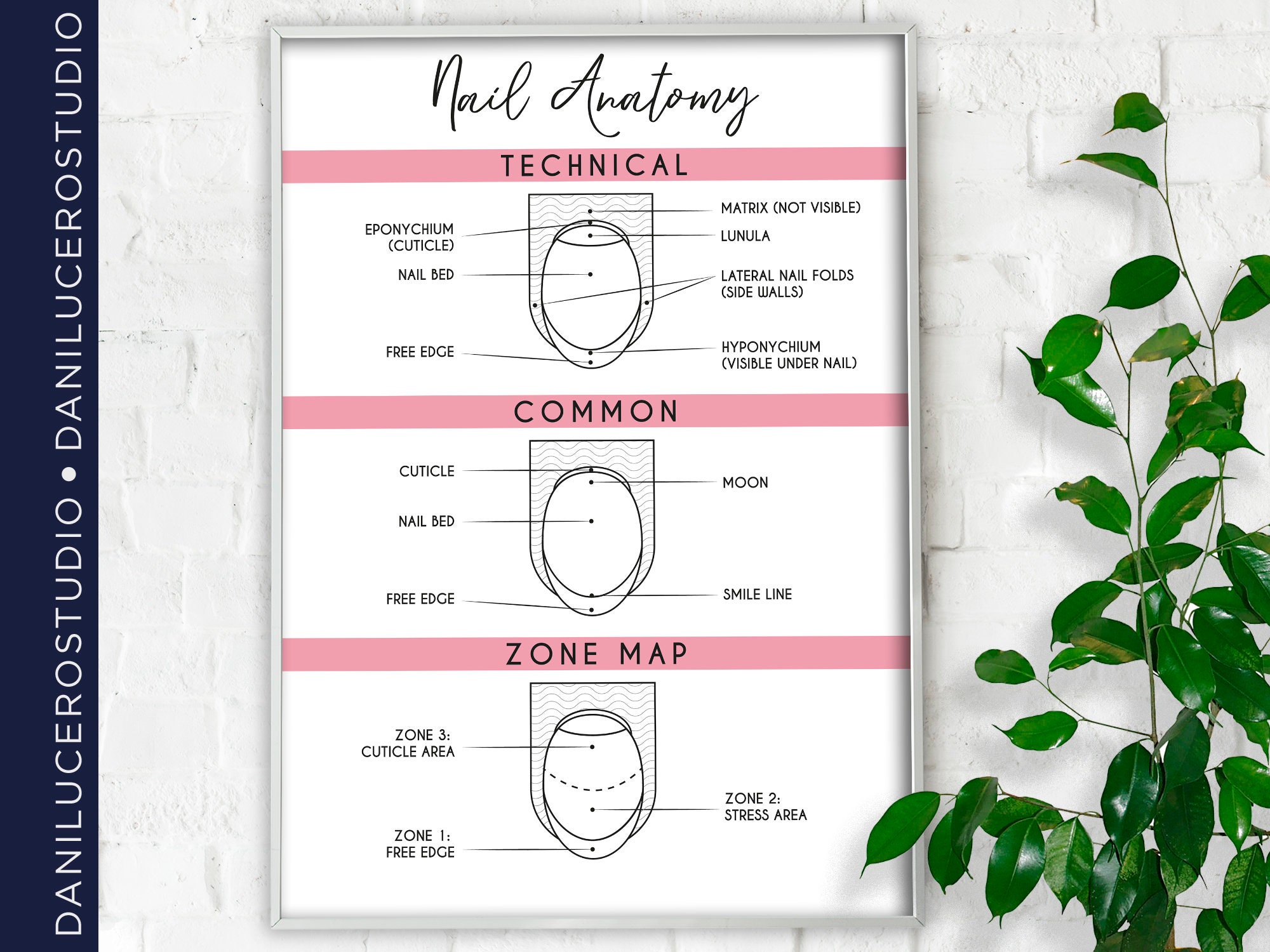 Nail Anatomy Zone Nail Anatomy Wall Art Minimalist Nail Etsy