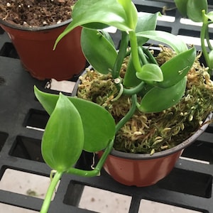 May include: A potted vanilla plant with vibrant green leaves and a large, oval-shaped pod. The plant is in a brown plastic pot filled with moss and soil, set on a black plastic surface. Another plant is visible in the background.