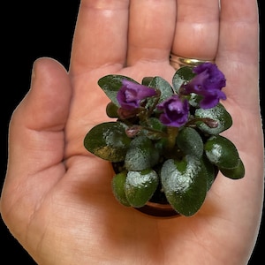 May include: A small potted African violet plant with deep purple flowers and dark green, velvety leaves. The plant is held in an open hand, showcasing its size and detail. The background is black, highlighting the plant.