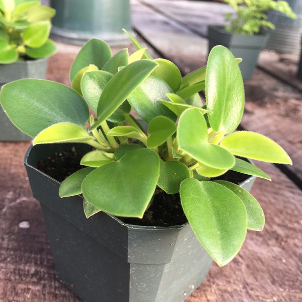 Pixie Peperomia 3” pot or 4.5” pot