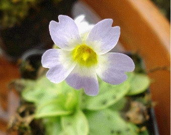 Butterwort (Pinguicula primuliflora)