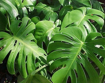 Split Leaf Philodendron 6” pot, ships potted