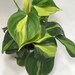 Candace M reviewed Philodendron Brasil