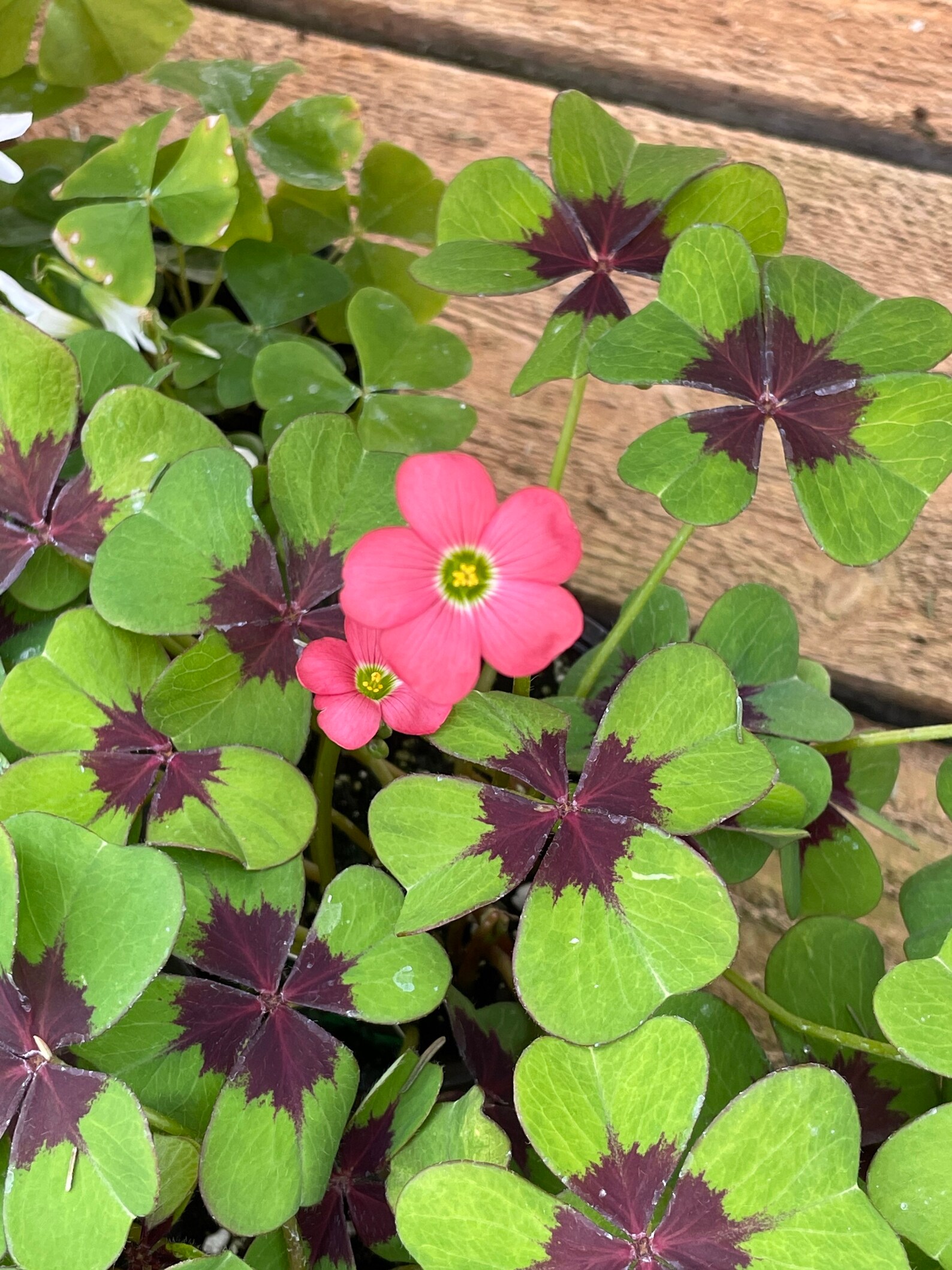 Lucky Shamrock Also Known as Iron Cross Shamrock Etsy