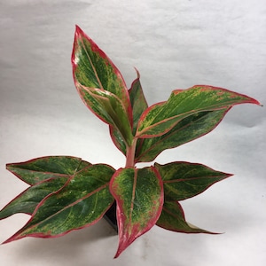 Red Aglaonema (Siam Aurora)