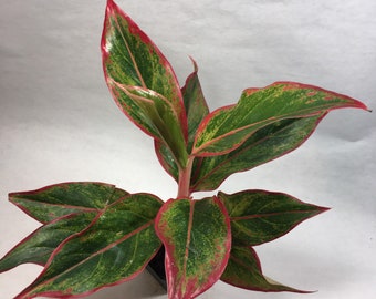 May include: A vibrant Aglaonema plant with large, variegated leaves. The leaves display a striking pattern of green, yellow, and red, with red edges. The plant is in a black pot, set against a white background. This indoor plant adds a pop of color.