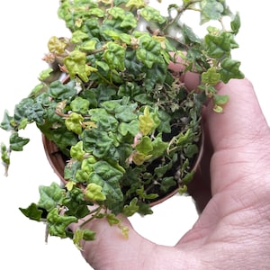Oakleaf Creeping Fig (Ficus quercifolia)