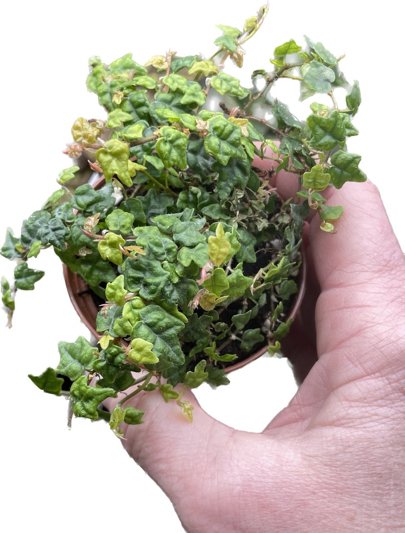 GardenGalsPlants Oakleaf Creeping Fig - Thumbnail 5
