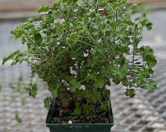 Lemon Crispum Scented Geranium