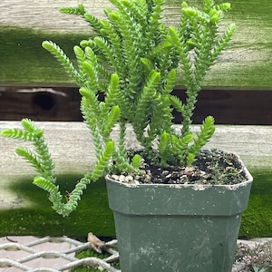 May include: A small green potted plant with long, thin, green leaves. The plant is in a dark green plastic pot.