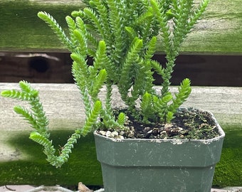 Princess Pine (Crassula muscosa pseudolycopodiodes)