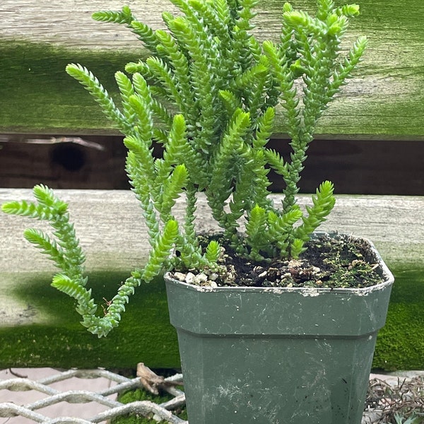 Princess Pine (Crassula muscosa pseudolycopodiodes)